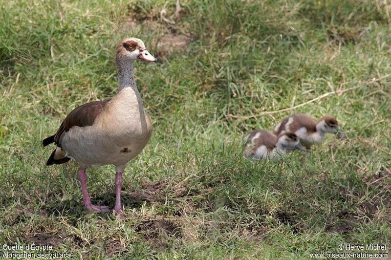 Egyptian Goose female adult