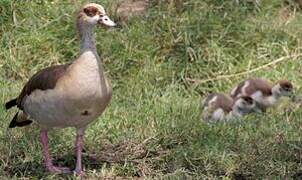 Egyptian Goose