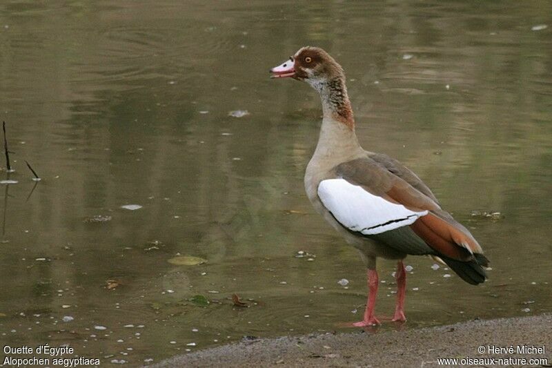 Egyptian Goose male adult