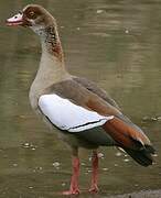 Egyptian Goose