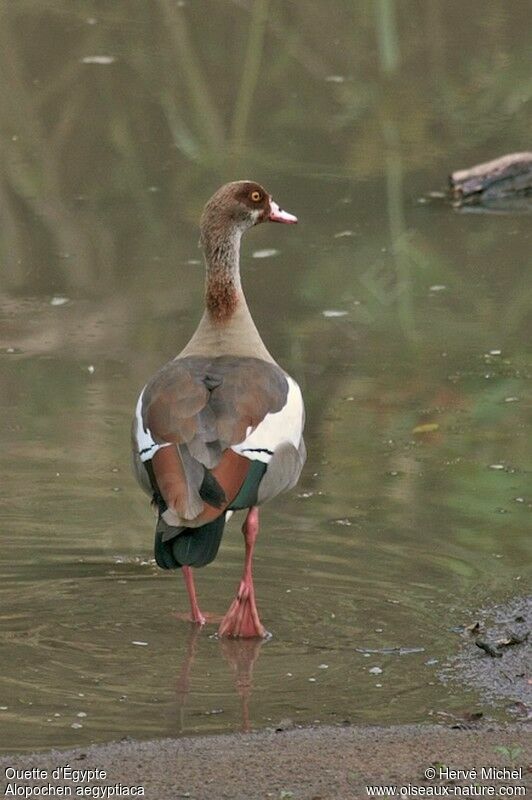 Egyptian Goose male adult