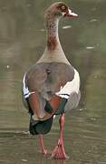 Egyptian Goose