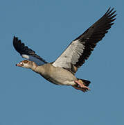 Egyptian Goose