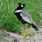 Outarde à miroir blanc