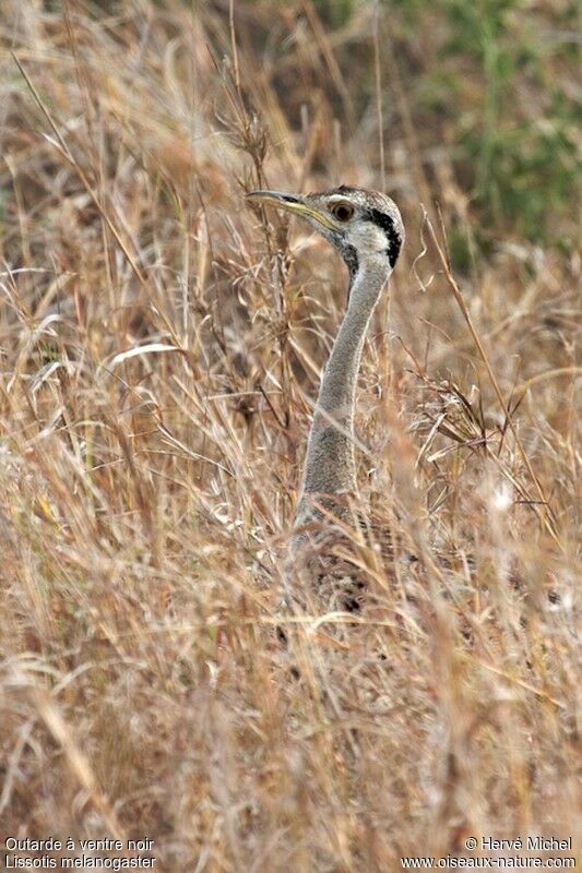 Black-bellied Bustard male