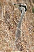 Black-bellied Bustard