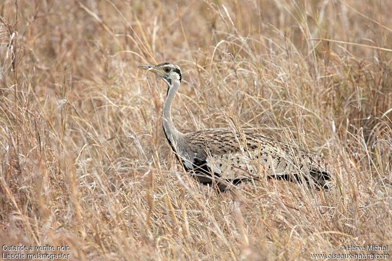 Black-bellied Bustard male