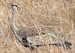 Black-bellied Bustard