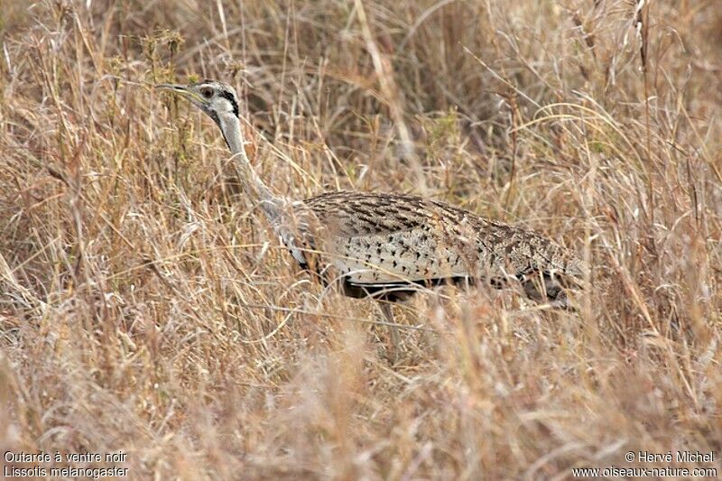 Black-bellied Bustard male