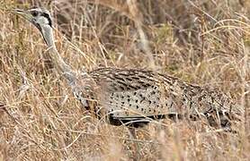 Black-bellied Bustard