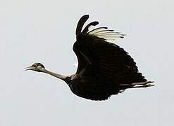 Black-bellied Bustard