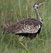 Black-bellied Bustard