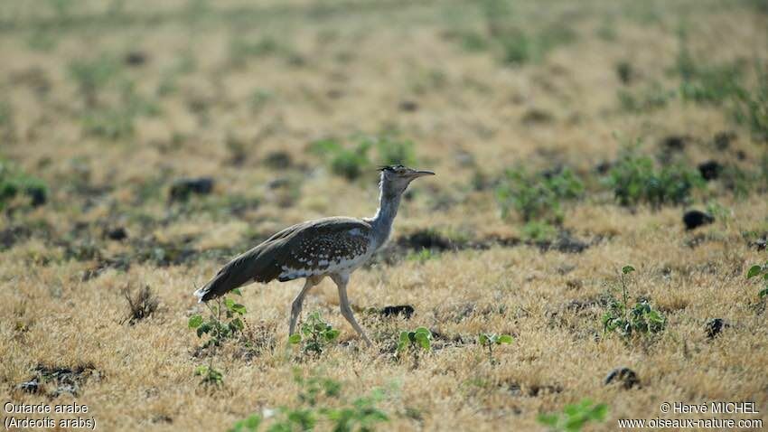 Arabian Bustard