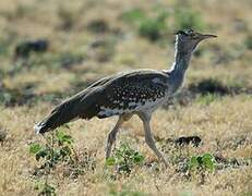 Arabian Bustard