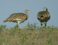 Great Bustard