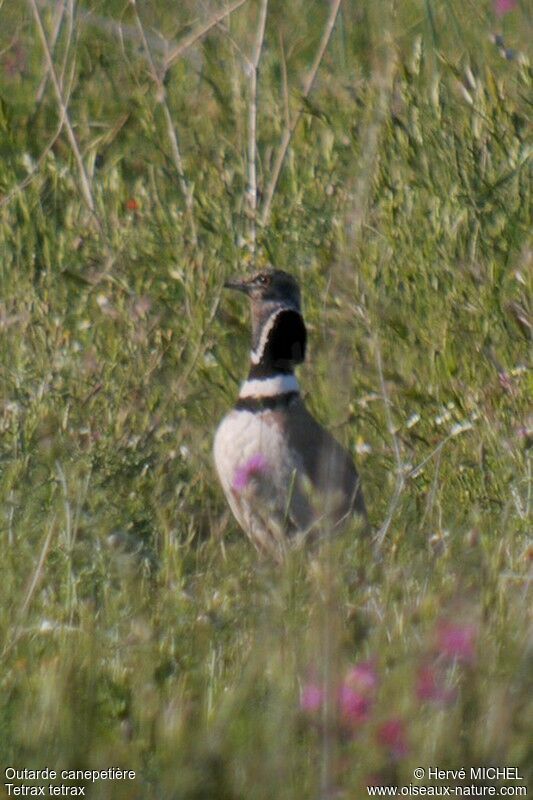 Little Bustard male adult breeding, identification