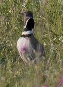 Little Bustard