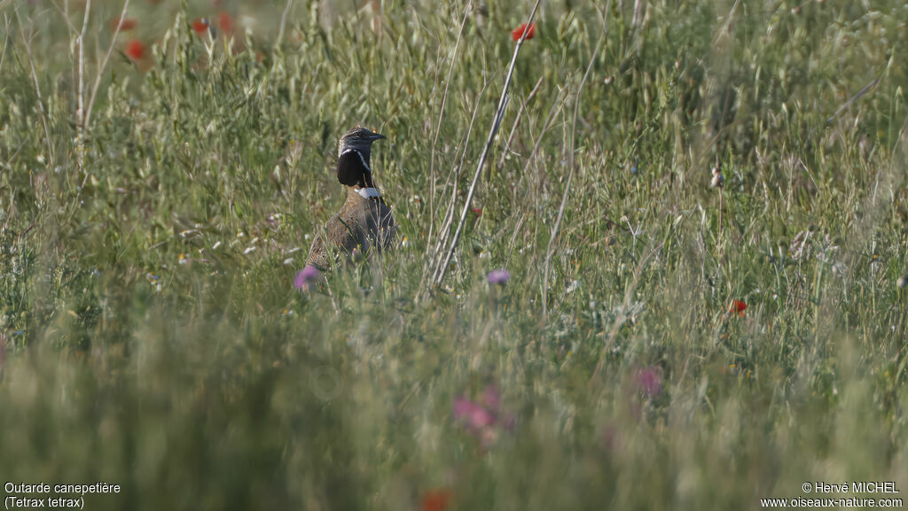 Outarde canepetière mâle adulte, identification