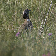 Little Bustard