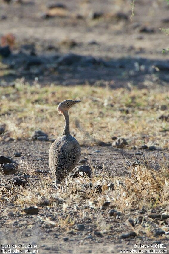 Buff-crested Bustard