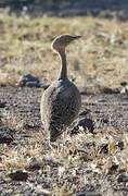 Buff-crested Bustard