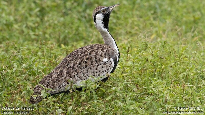 Hartlaub's Bustard male adult breeding