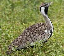 Hartlaub's Bustard