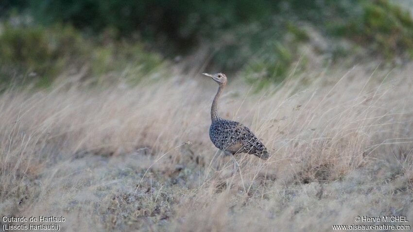 Hartlaub's Bustard female