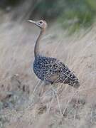 Hartlaub's Bustard