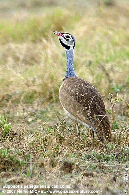 White-bellied Bustard male adult