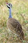 White-bellied Bustard