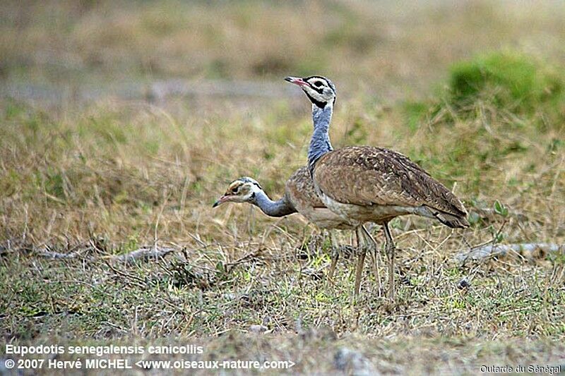 White-bellied Bustard adult