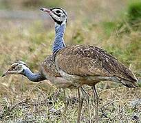 White-bellied Bustard