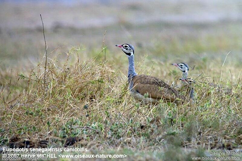 White-bellied Bustard 