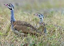 White-bellied Bustard