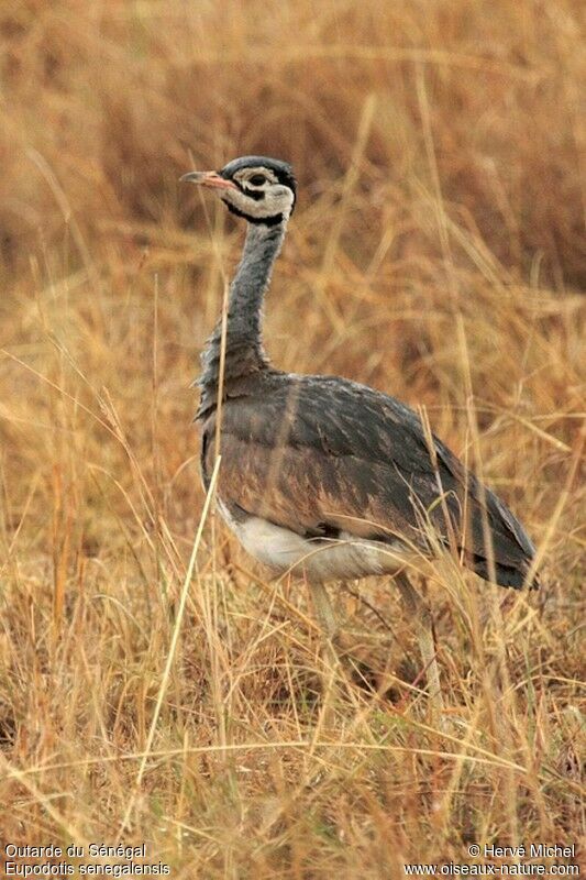 White-bellied Bustard male adult