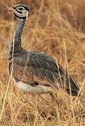 White-bellied Bustard