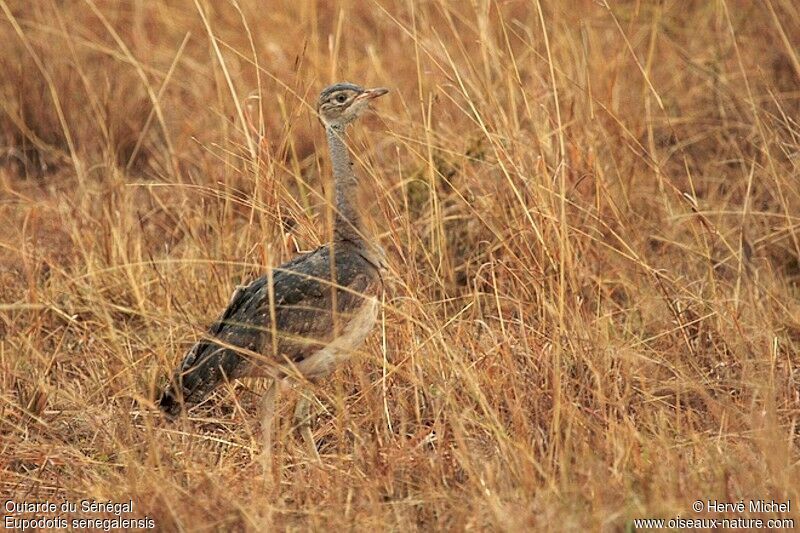 White-bellied Bustard female adult