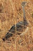 White-bellied Bustard