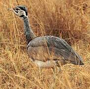 White-bellied Bustard