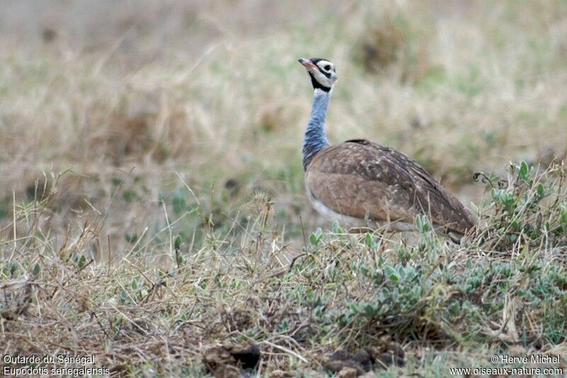 White-bellied Bustard male adult