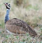 White-bellied Bustard