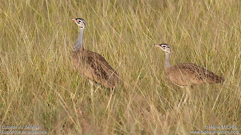 White-bellied Bustard