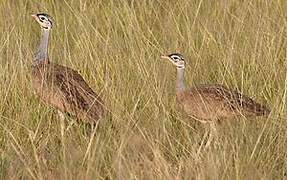 White-bellied Bustard