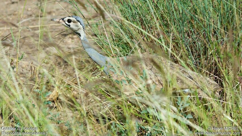 White-bellied Bustard