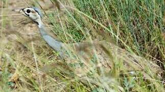 White-bellied Bustard