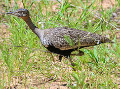 Red-crested Korhaan