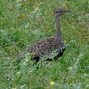 Red-crested Korhaan