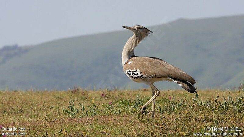 Kori Bustard