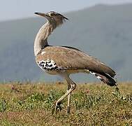 Kori Bustard